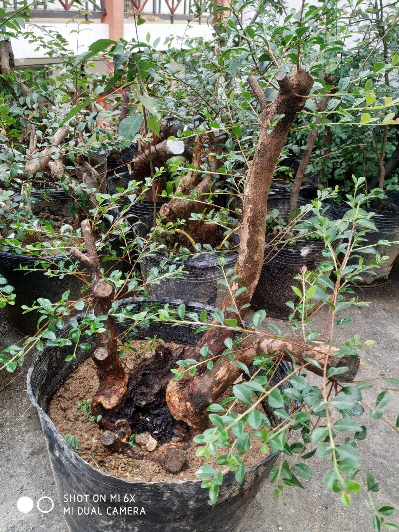小叶赤楠熟桩，下山桩