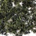 【精品】吉林长白山正宗蒲公英叶茶保质保量量大从优