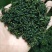 【精品】吉林长白山正宗蒲公英叶茶保质保量量大从优
