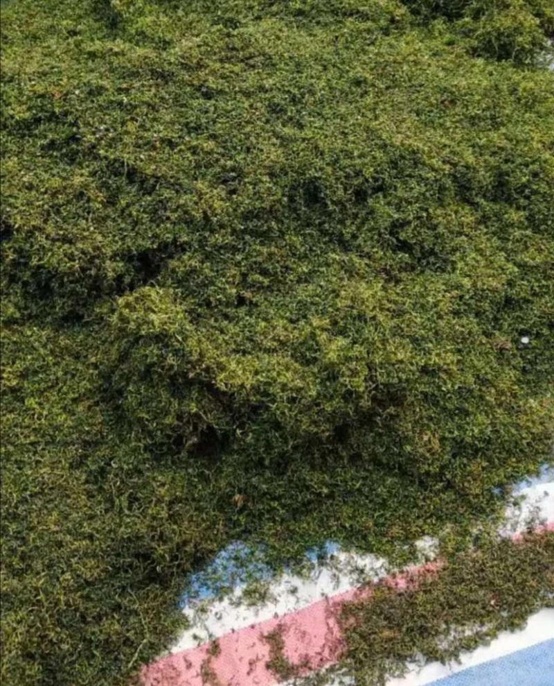 【精品】吉林长白山正宗蒲公英叶茶保质保量量大从优
