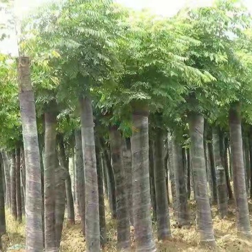 栾树苗栾树小苗黄山栾北京栾工程绿化苗木行道树庭院风景树