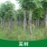 栾树苗栾树小苗黄山栾北京栾工程绿化苗木行道树庭院风景树