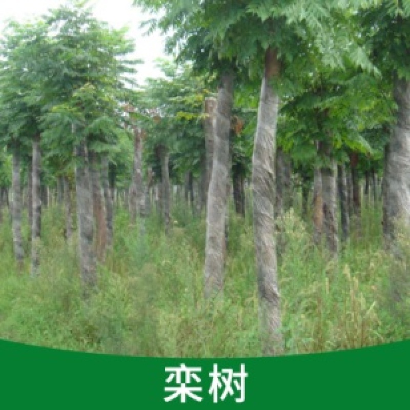 栾树苗栾树小苗黄山栾北京栾工程绿化苗木行道树庭院风景树