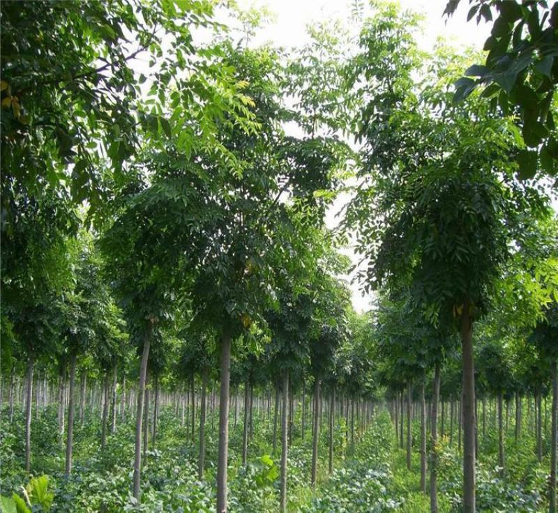 栾树苗栾树小苗黄山栾北京栾工程绿化苗木行道树庭院风景树