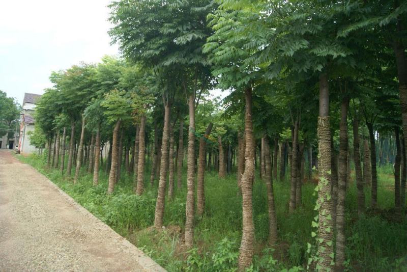 栾树苗栾树小苗黄山栾北京栾工程绿化苗木行道树庭院风景树