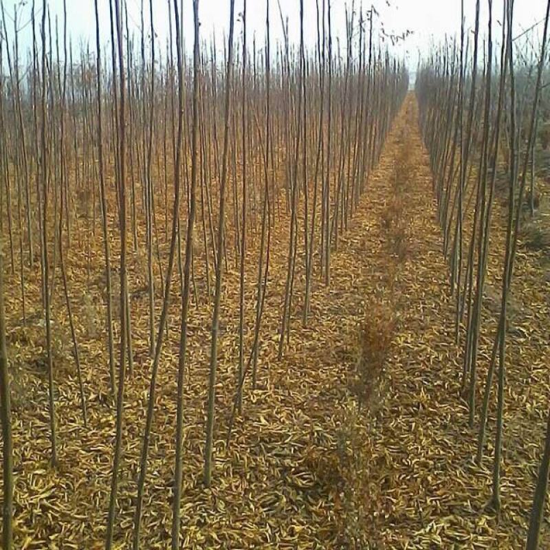 栾树苗栾树小苗黄山栾北京栾工程绿化苗木行道树庭院风景树