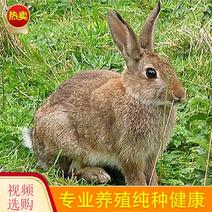 成年种兔活体大型肉兔白色獭兔比利时兔公母可繁殖大兔子活物
