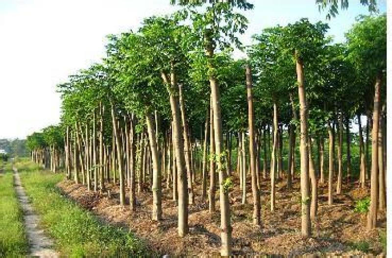 栾树苗栾树小苗黄山栾北京栾工程绿化苗木行道树庭院风景树