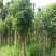 栾树苗栾树小苗黄山栾北京栾工程绿化苗木行道树庭院风景树