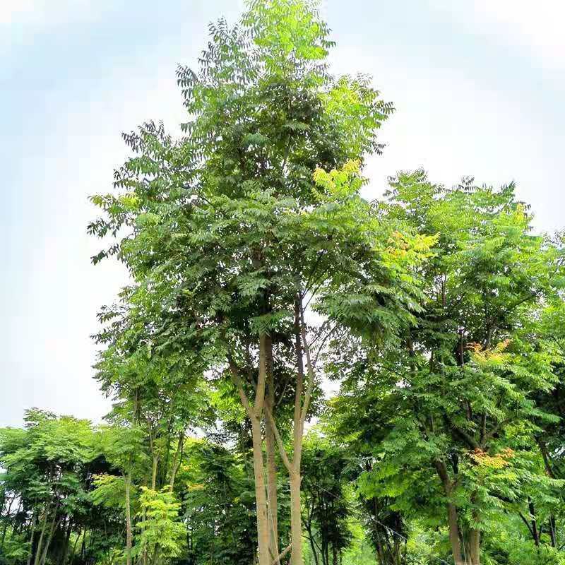 栾树苗栾树小苗黄山栾北京栾工程绿化苗木行道树庭院风景树