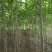 栾树苗栾树小苗黄山栾北京栾工程绿化苗木行道树庭院风景树