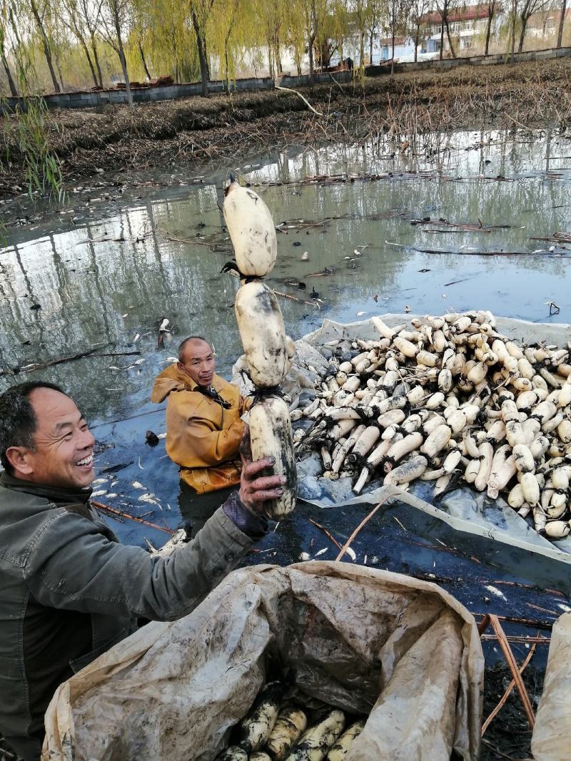 莲藕颜色白质量好量大从优
