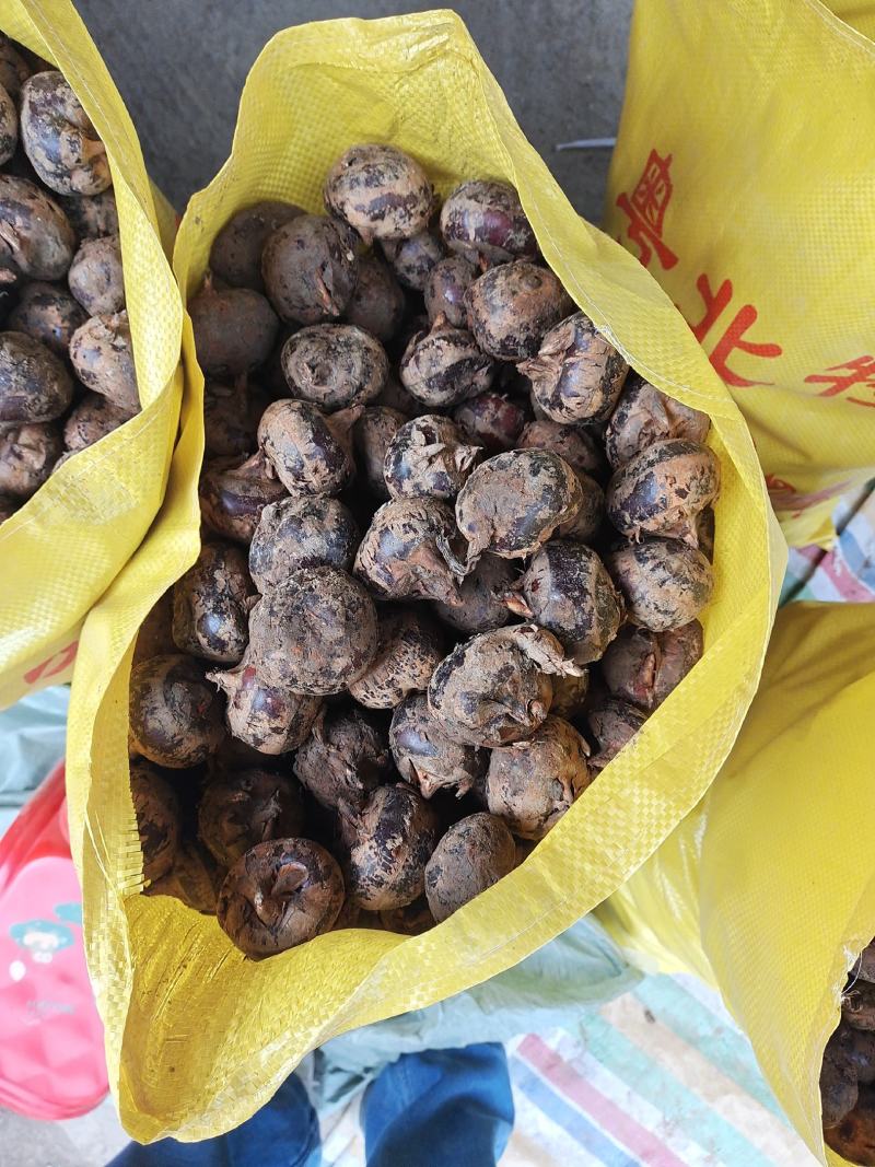 乐昌马蹄，正宗水果马蹄