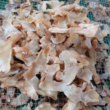 黄精片，精选黄精片，贵州精品中药材，黔药出山