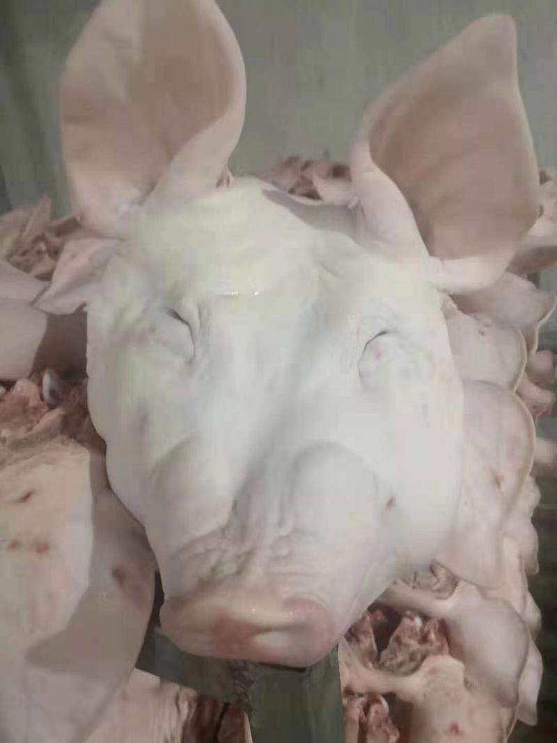 国产肥猪带耳去耳头，纯白头，单个猪头10斤以上，去耳去舌