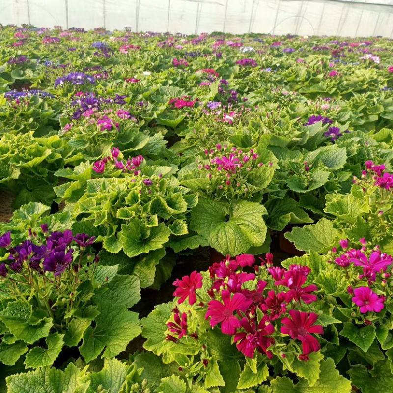 【优选】瓜叶菊，产地直销，颜色多棵型大质量保障