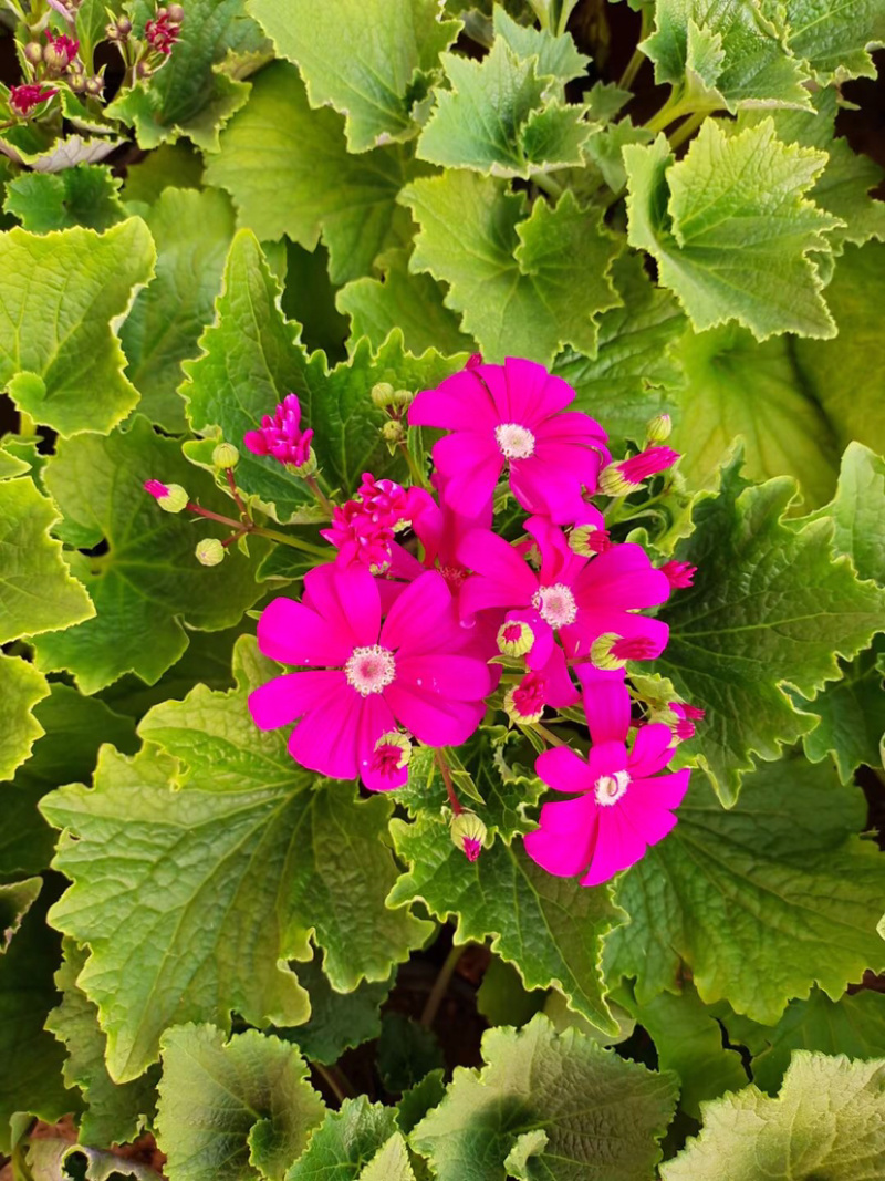 【优选】瓜叶菊，产地直销，颜色多棵型大质量保障
