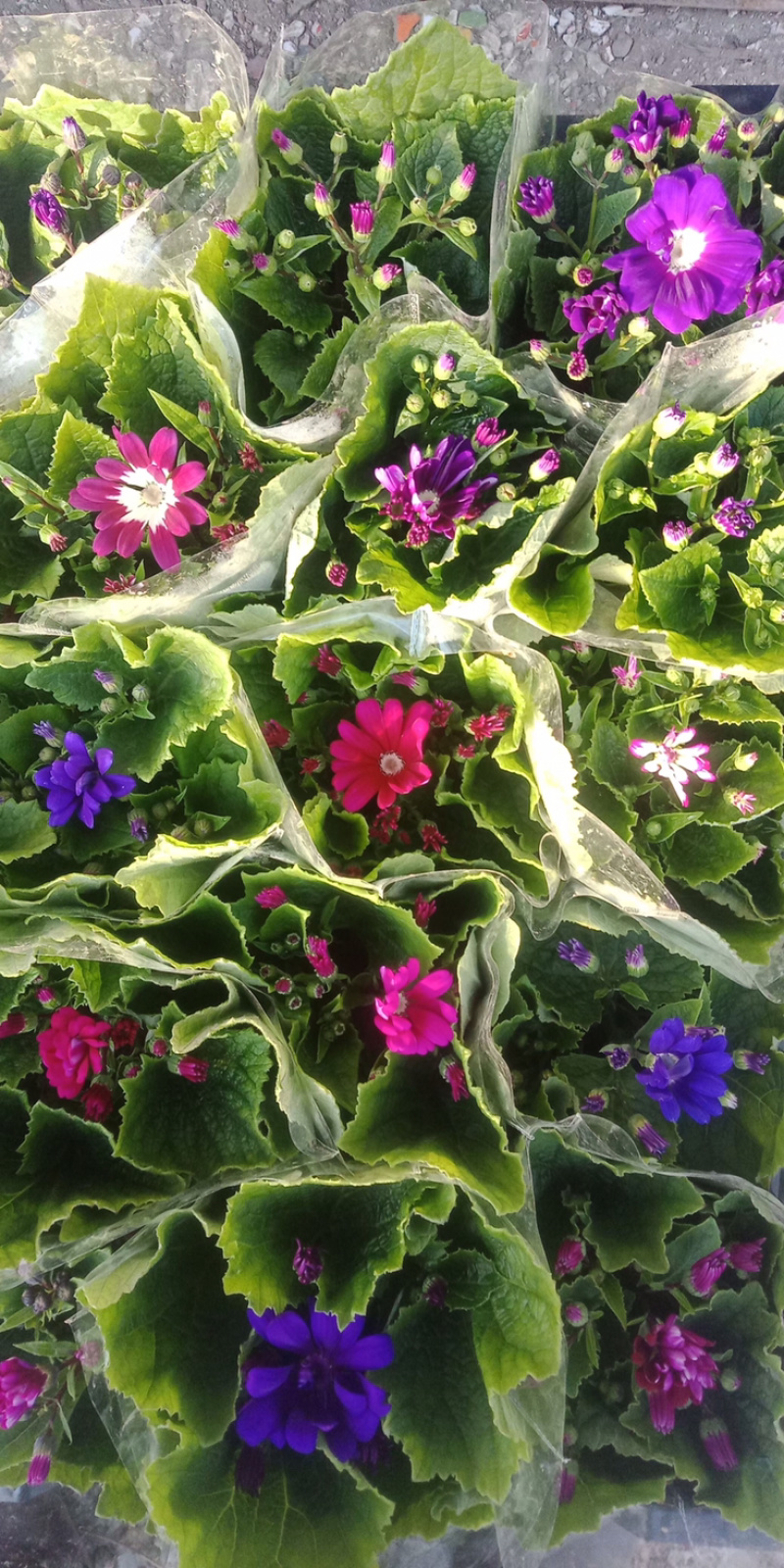 【优选】瓜叶菊，产地直销，颜色多棵型大质量保障