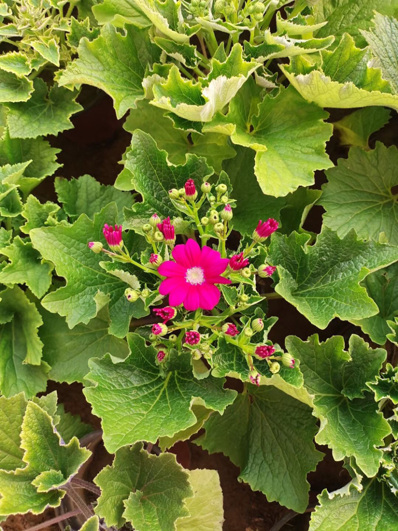 【优选】瓜叶菊，产地直销，颜色多棵型大质量保障