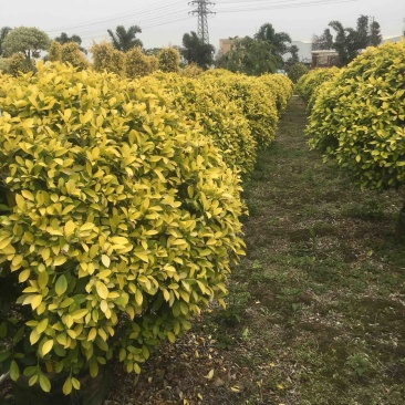 大量50高到1.5米黄榕球各种规格基地大量现货