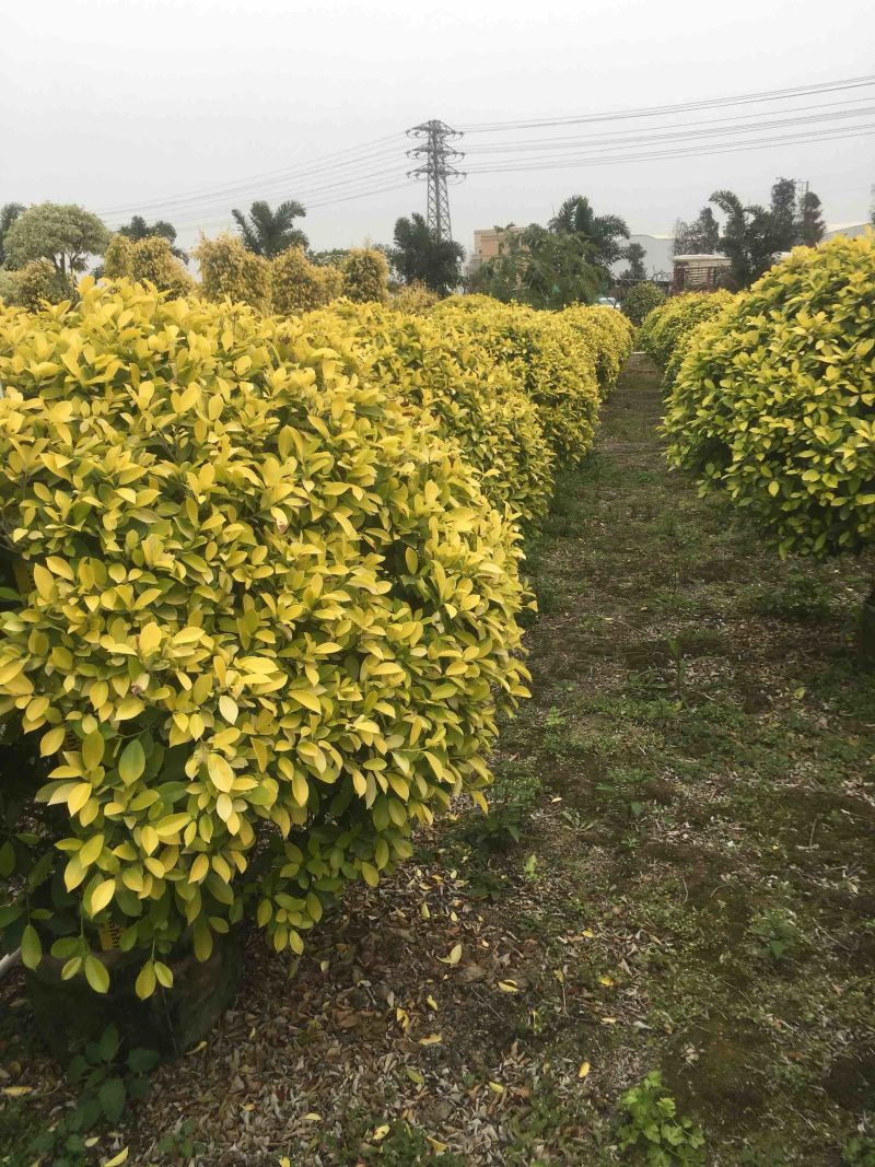 大量50高到1.5米黄榕球各种规格基地大量现货