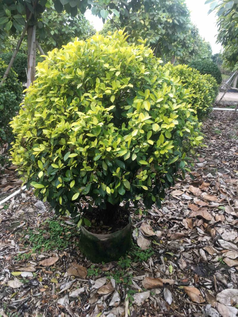 大量50高到1.5米黄榕球各种规格基地大量现货