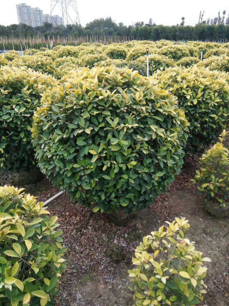 大量50高到1.5米黄榕球各种规格基地大量现货