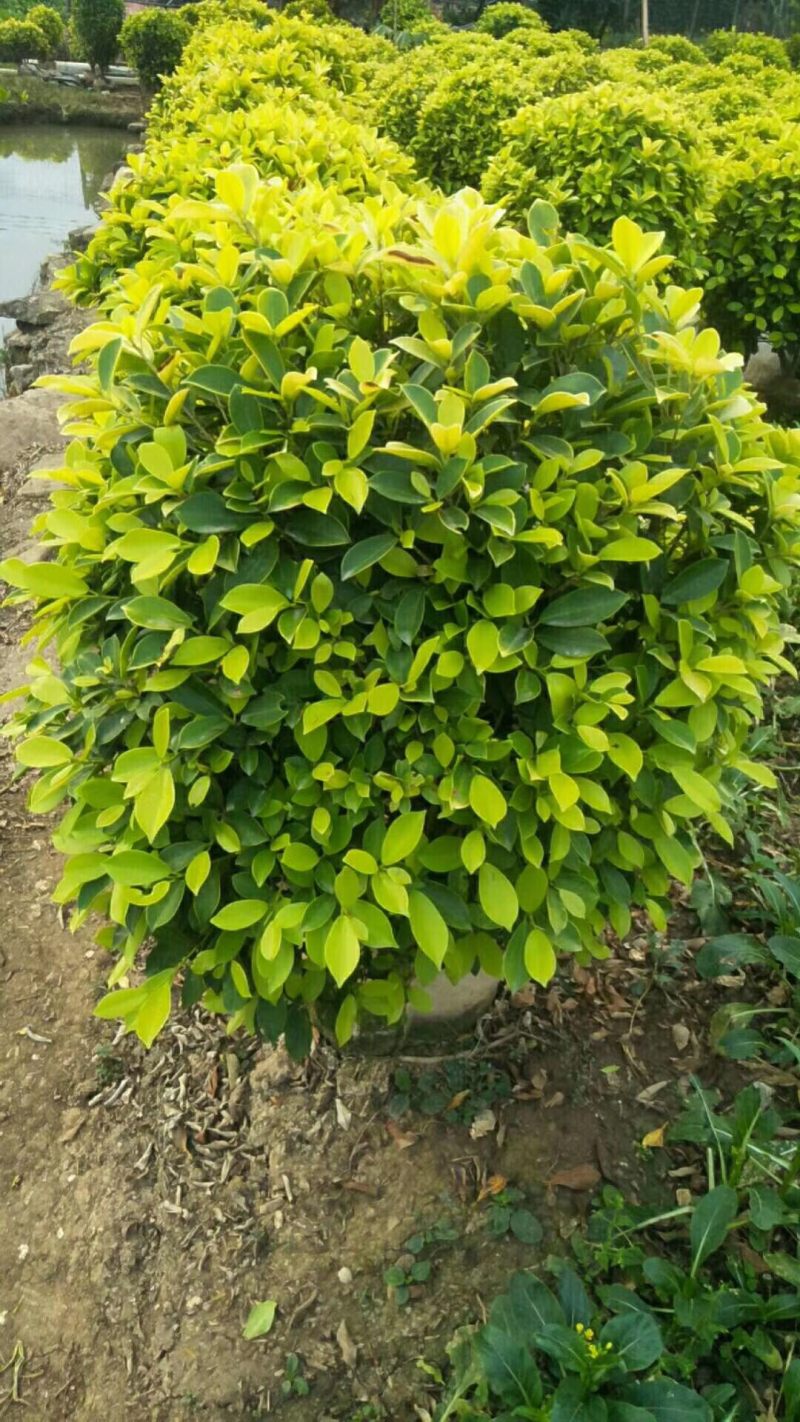 大量50高到1.5米黄榕球各种规格基地大量现货
