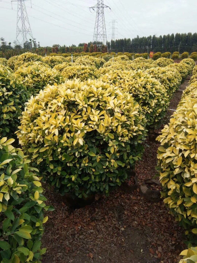 大量50高到1.5米黄榕球各种规格基地大量现货