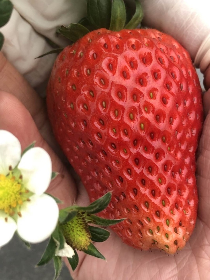 新鲜草莓现摘现发需要直接电联可协助找车