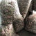 冻干无花果！年前大量出货有需要的老板！提前下订单。。