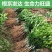 广西沃柑苗无籽沃柑苗高产量当年结果嫁接树苗盆栽地栽