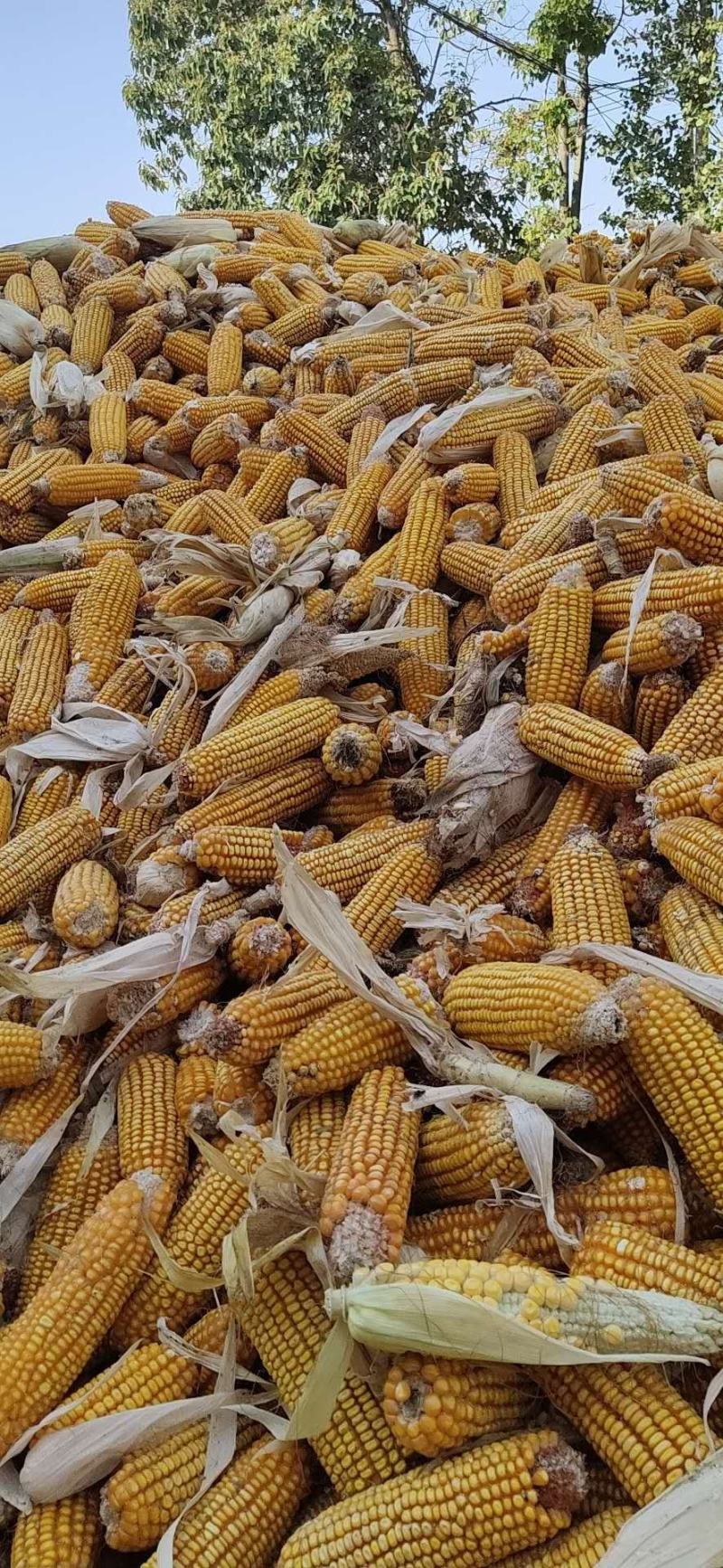 玉米大颗粒优质出售安徽亳州自然干玉米，净粮水分