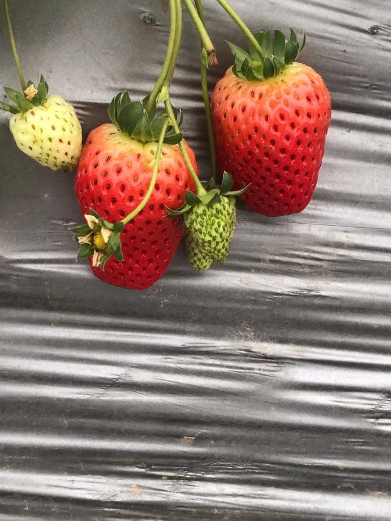 新鲜草莓现摘现发需要直接电联可协助找车