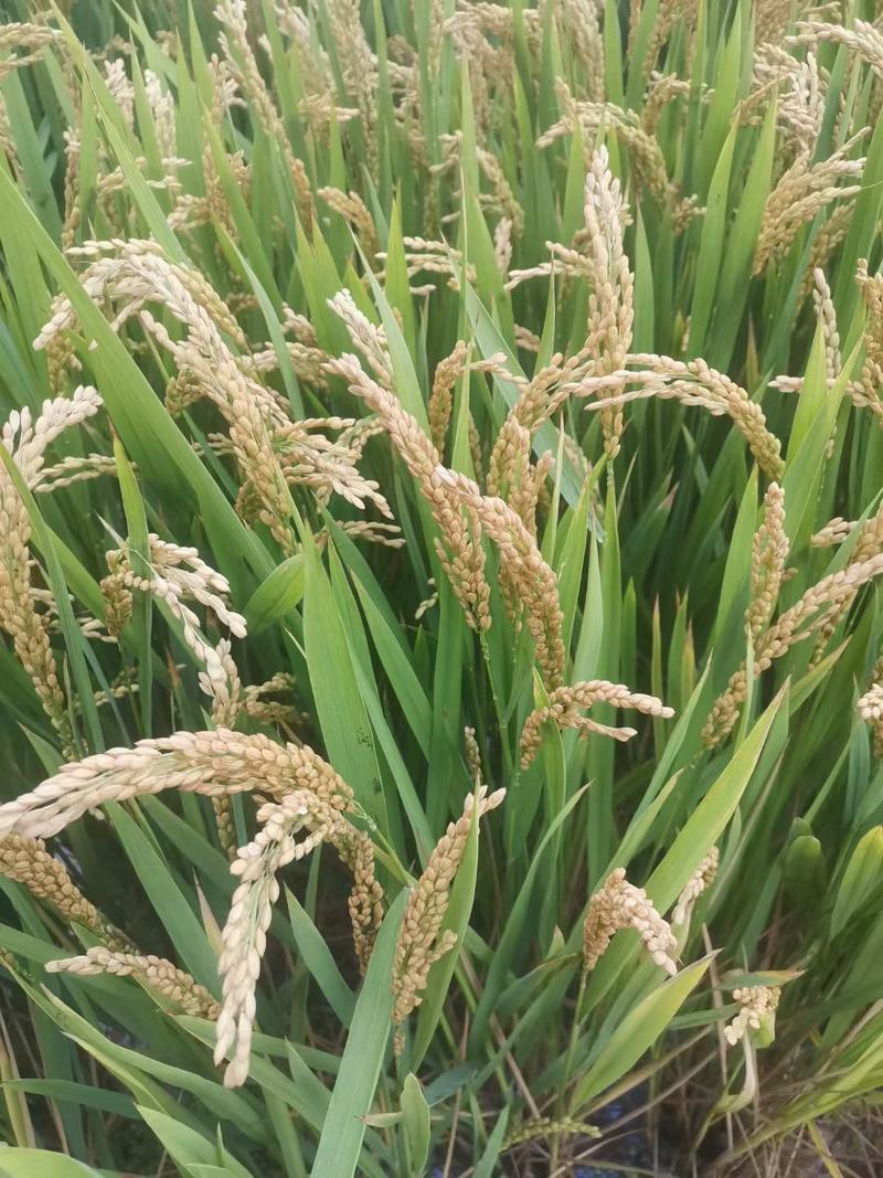 稻谷、优质圆粒晚粳稻谷大量供应保质保量