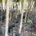 云南腾冲红花油茶苗，大量供应，基地现挖现发，质优价廉