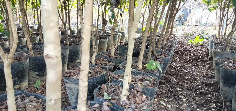 云南腾冲红花油茶苗，大量供应，基地现挖现发，质优价廉