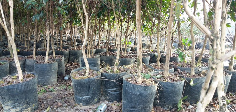 云南腾冲红花油茶苗，大量供应，基地现挖现发，质优价廉