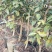 云南腾冲红花油茶苗，大量供应，基地现挖现发，质优价廉
