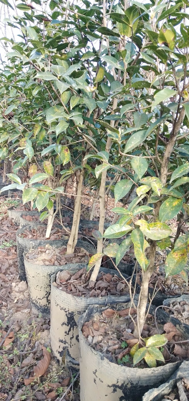云南腾冲红花油茶苗，大量供应，基地现挖现发，质优价廉