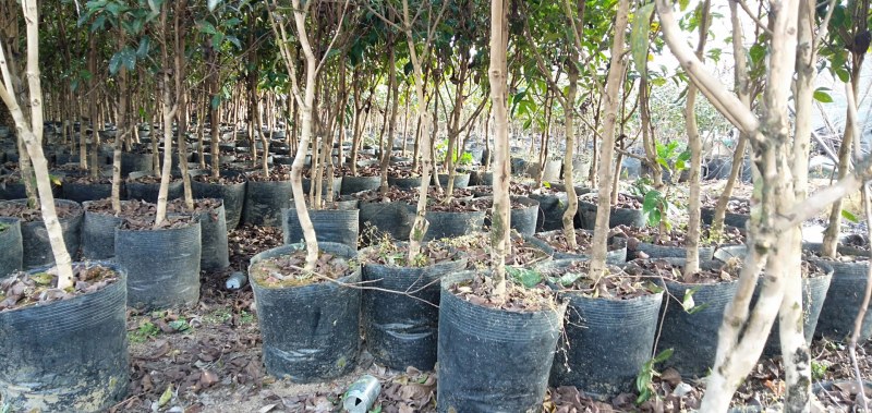 云南腾冲红花油茶苗，大量供应，基地现挖现发，质优价廉
