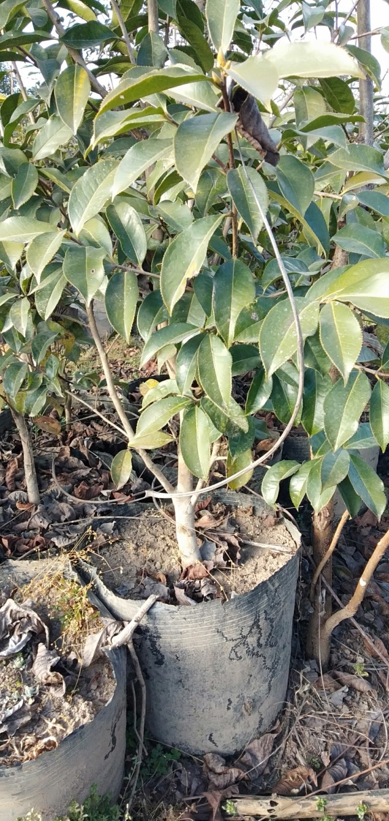 云南腾冲红花油茶苗，大量供应，基地现挖现发，质优价廉