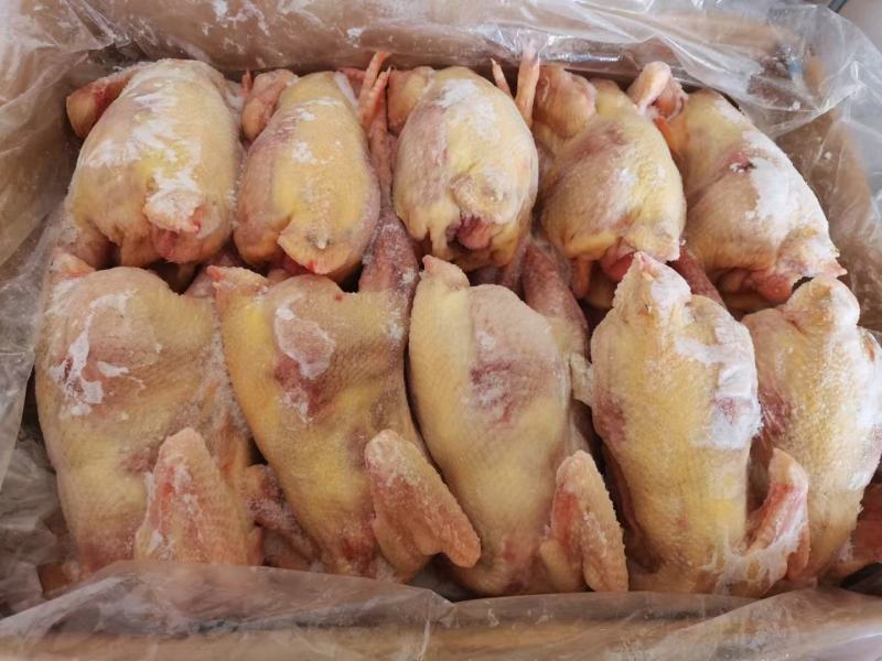 三黄鸡~老母鸡~价格便宜~欢迎咨询采购，全国发货~~