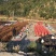 大红八角干枝果足干八角大料大茴香无硫古龙产地