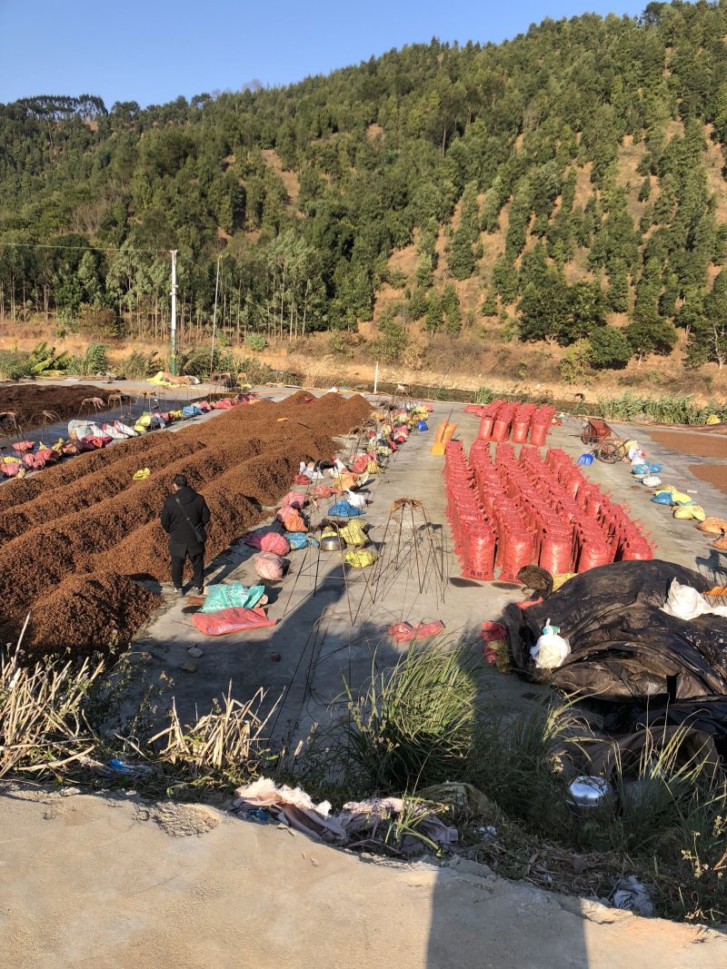 大红八角干枝果足干八角大料大茴香无硫古龙产地