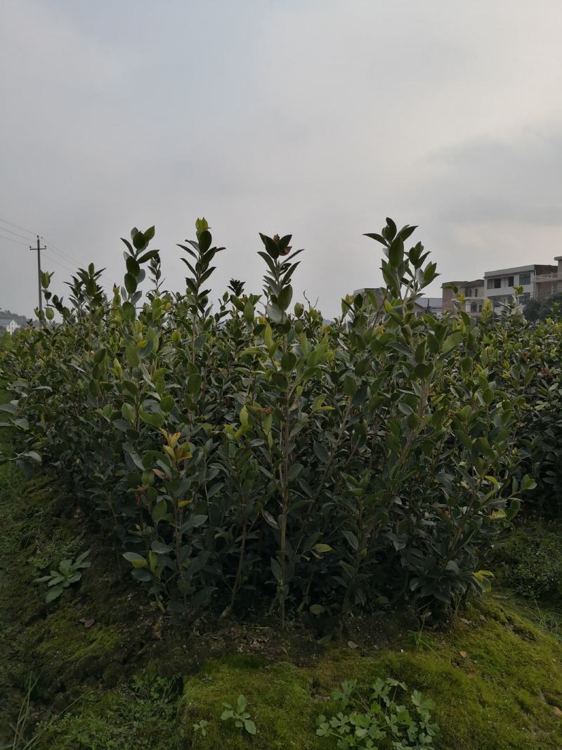 高产嫁接油茶苗，茶树苗，油茶苗大量供应，质量保证，