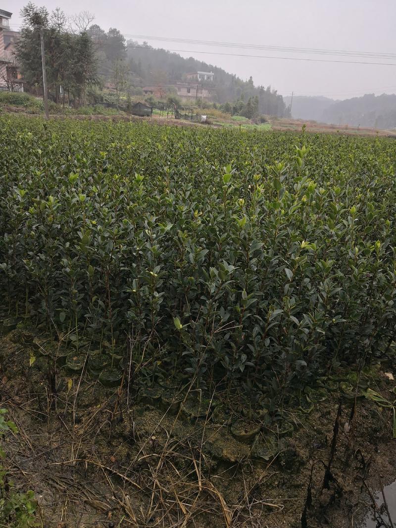 高产嫁接油茶苗，茶树苗，油茶苗大量供应，质量保证，