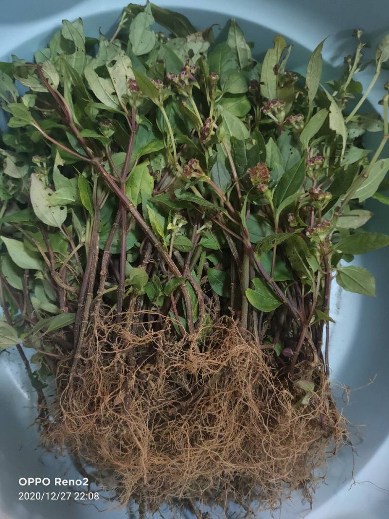 风柜斗草，天然，野生，