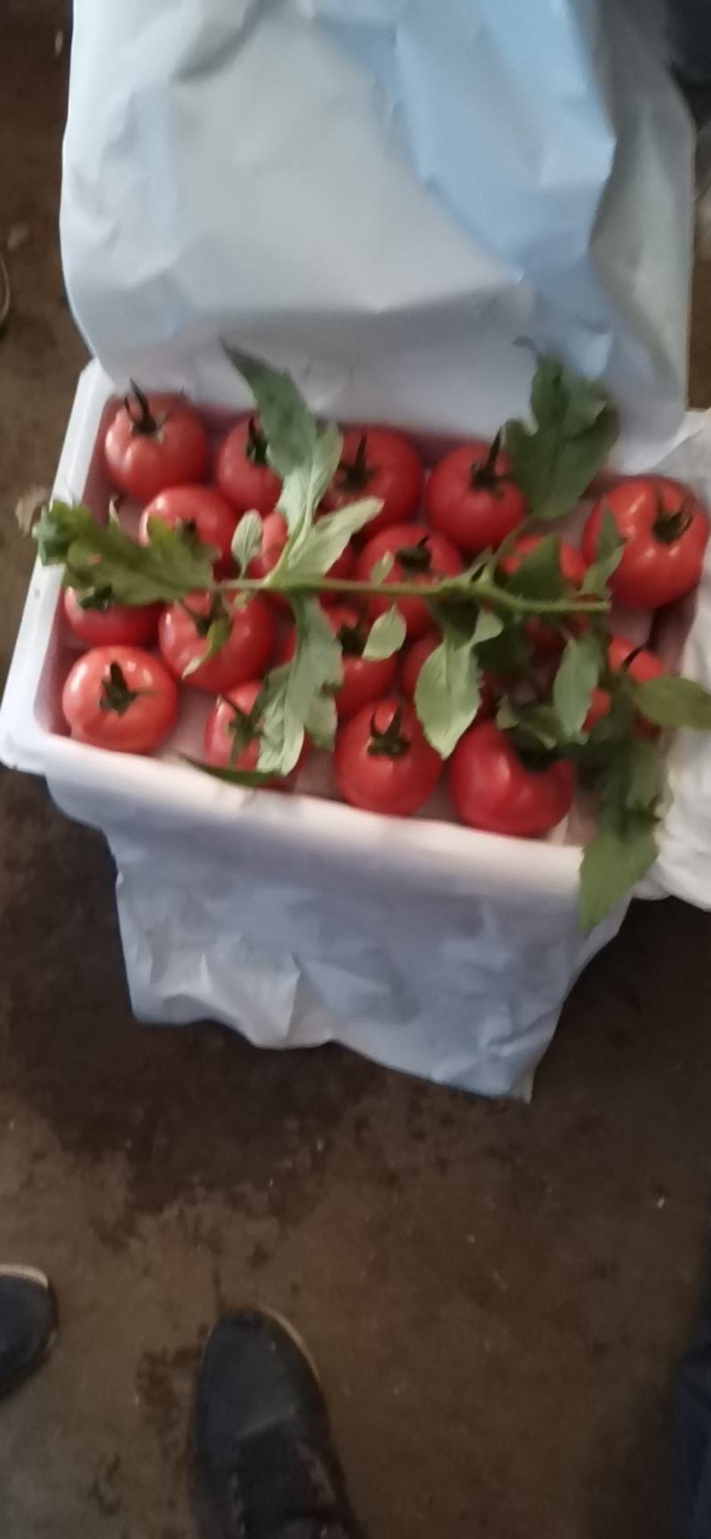 精品西红柿，口感西红柿