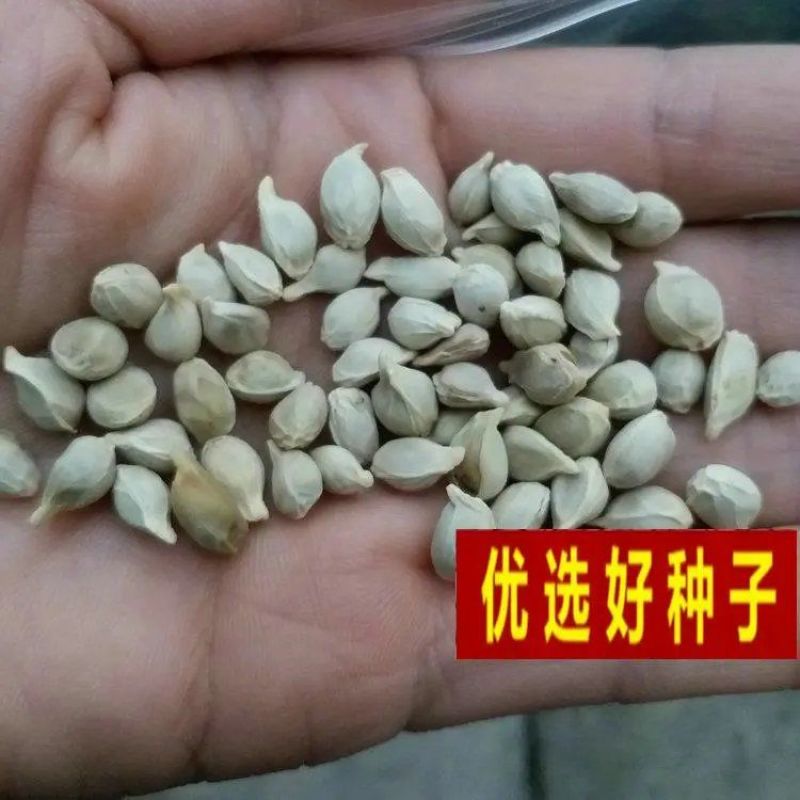 红桔种子红橘种子柑橘种子嫁接砧木种子提供播种育苗技术量多